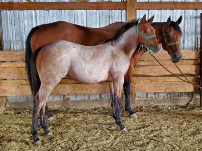 Rhubarb Bartender JW <BR> AQHA 6096625